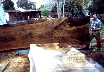 Stain from Walnut Trees