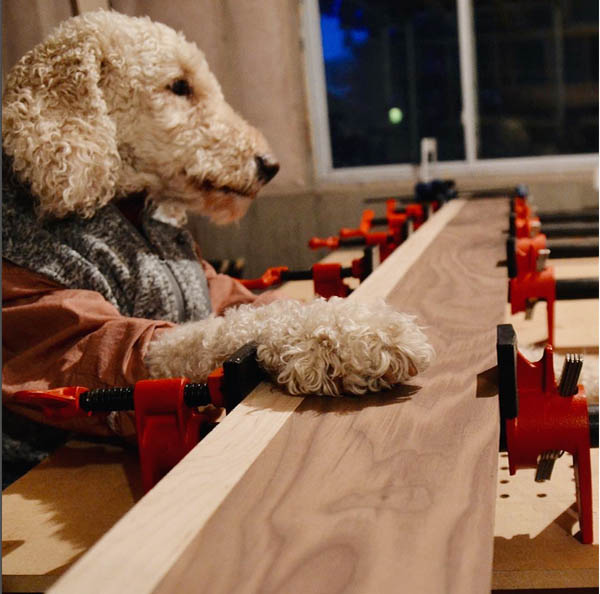 Odie & Board: Doggone Woodworking