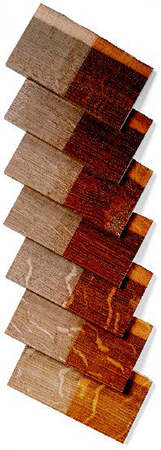 The above samples demonstrate the effect exposure time has on wood color. They were exposed to ammonia fumes at 12-hour increments, up to 72 hours. Notice that the sapwood is not affected by the fumes.