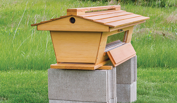 Shop-made beehive with viewing window