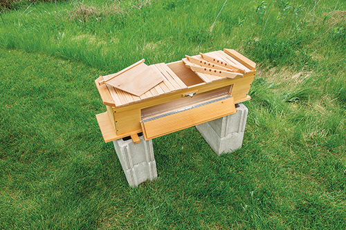 Quite unlike other square beehive styles, this version features hanging crossbars to make the honeycombs easy to remove. A viewing window allows you to track the bees’ progress and health, year-round.