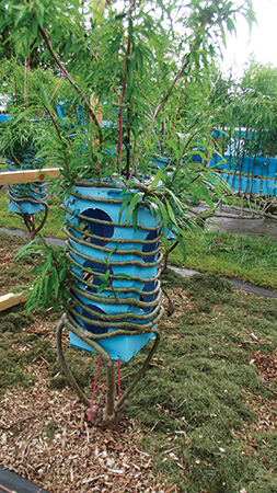 This unusual shape will grow into a lampshade. Gavin guides the growth by pushing tree limbs through holes in perforated plastic, then fastening them with horticultural wire.