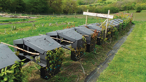 These oaks are in the process of growing into furniture. In the background, you can see some young coppice pieces ready for use.