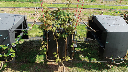 Shown here are sycamore chair backs. Chairs, Gavin says, grow best in an upside down position.