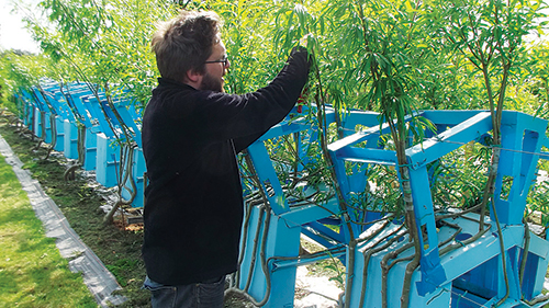 Gavin uses pruning shears on some of the works in progress. Maintaining the growth of all of his trees is a constant process.