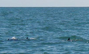 A view of the dolphins from the "dolphin watch" boat.