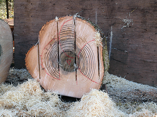 Initial cuts made in log for harvesting bowl blanks