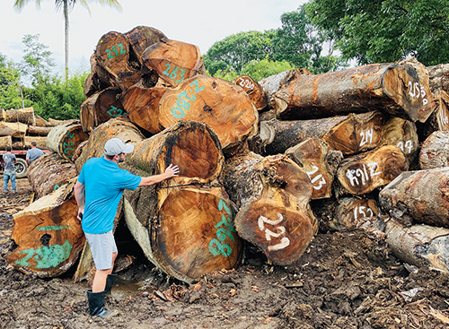 Dan Wellens checking recently harvested lumber