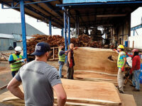 Dan Wellens purchasing slabs of South American lumber