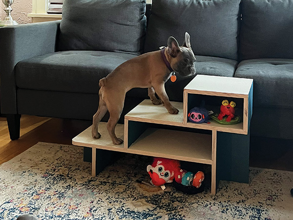 Couch height steps for a dog