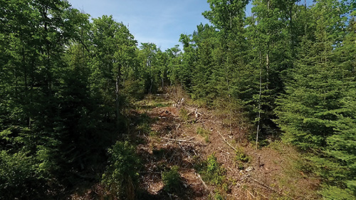 Hardwood forest in northern Minnesota