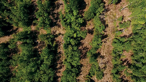 Ovehead view of Minnesota hardwood forest