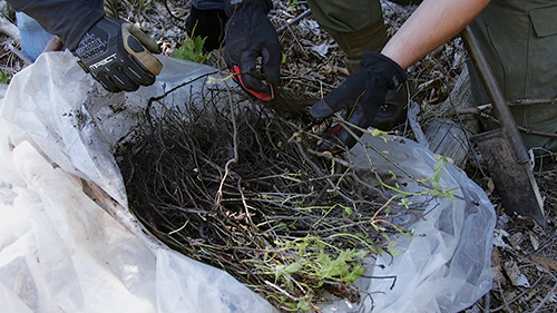 Bag of saplings waiting to be planted