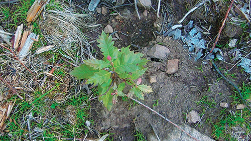 Close-up view of freshly planted red oak sapling