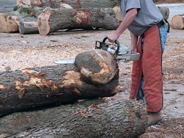VIDEO: Harvesting Burls for Woodturning