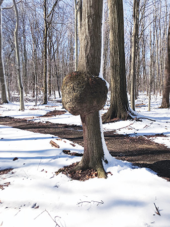 Burl on a maple tree