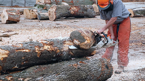 Cutting a burl off a cherry log with a chainsaw