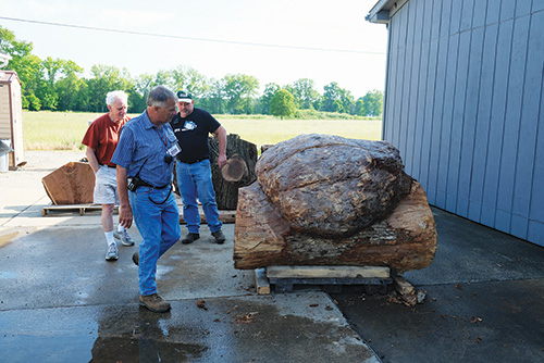 Large harvested oak burl