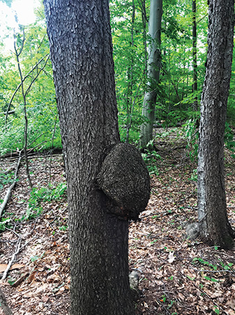 Large burl on a cherry tree