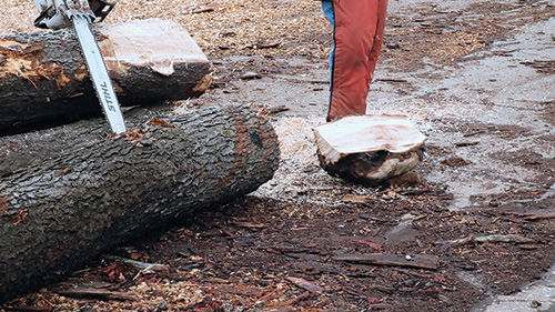 Burl after it has been cut from cherry log