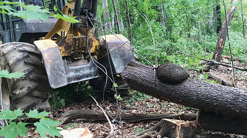 Pulling a freshly cut tree with a skidder