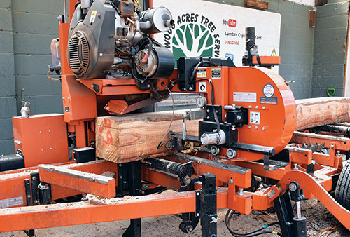 Hemlock tree being cut down by lumber mill