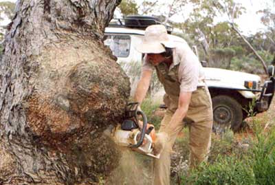 “Bad Dogs” Fetches Good Burls from Oz