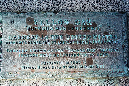 Dedication plaque for Yellow Oak