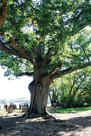 Sacred Yellow Oak Tree