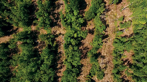 Overhead view of hardwood forest