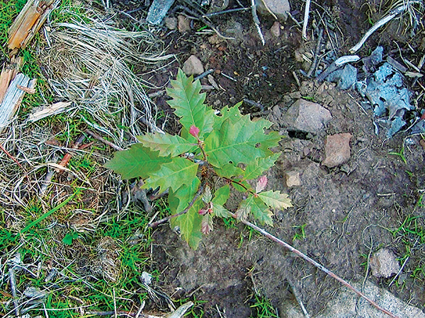 Freshly planted tree