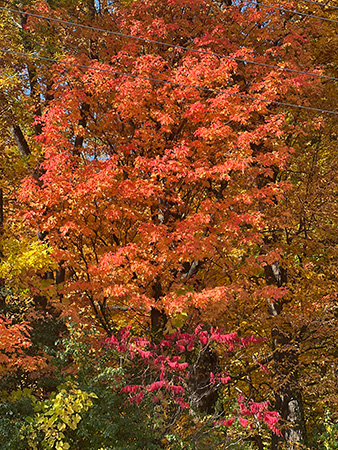 Fall leaves in Minnesota