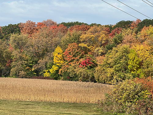 Fall trees in a field