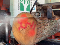 Milling a hickory tree for lumber