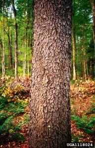 Cherry Tree Trunk