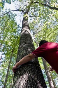 Measure Tree Circumference