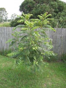 Australian red cedar 