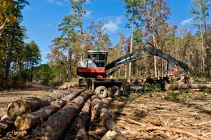 Harvesting Lumber