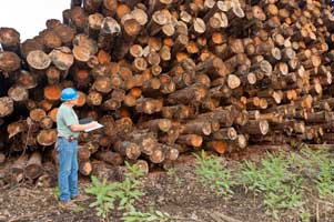 Freshly Cut Logs