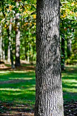 white oak bark