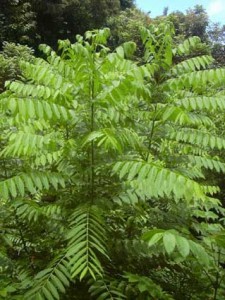 Spanish cedar foliage