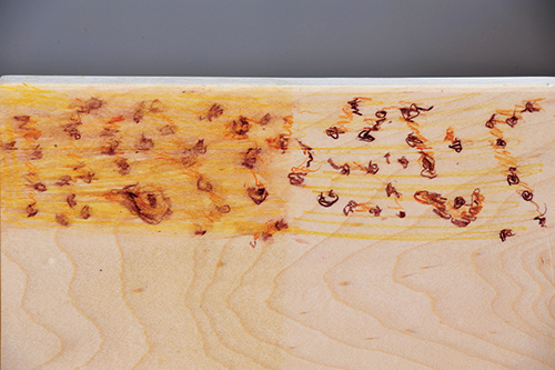 Add water carefully with a small touch-up brush to avoid obliterating the bird’s-eyes on this type of maple.