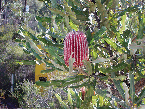 Banksia pod growing in Australia