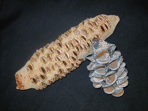 Banksia pod and cone with petals removed