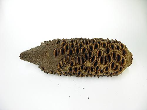 Banksia pod with roughtly evenly spaced eyes