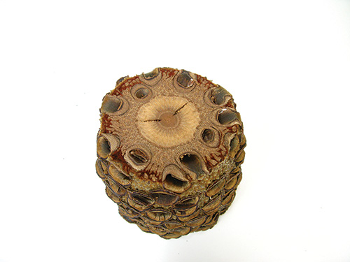 Banksia pod with a crack developed in the center