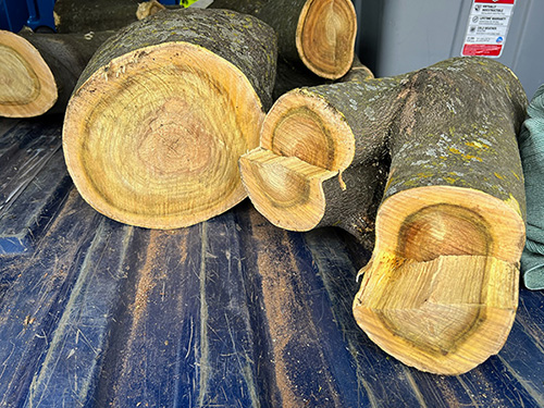 Rob Johnstone's Yellowwood log collection