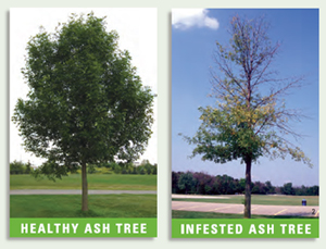 ash_trees_healthy_infested- image 2