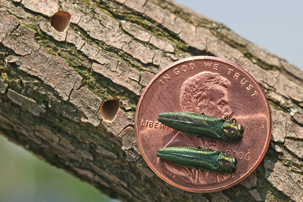 Reclaiming Lumber Damaged by the Emerald Ash Borer