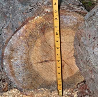 log diameter measuring